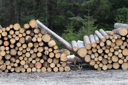 Pile of sawn wood in forest, closeup of photoの写真素材