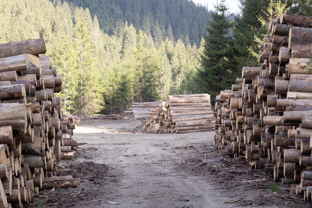 Pile of logs in the forest. The concept of environmental protection.