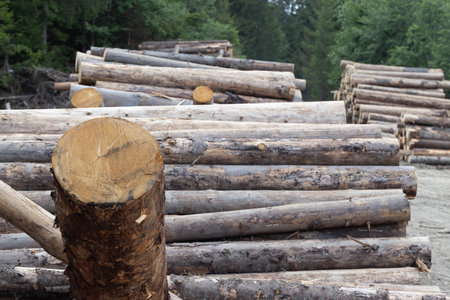 Woodpile of logs in the forest. Logging industry.の写真素材