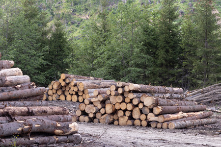Pile of sawn pine trees in forest. Nature background.
