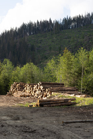 Woodpile of sawn pine trees in a forest in the mountains