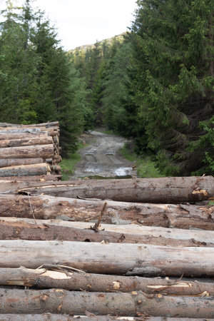 Pile of cut down pine trees in the forest, nature background