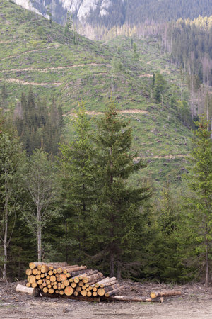 Pile of pine trees in the mountains, Carpathians, Romania