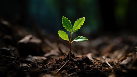 Young plant in the forest,green sprout growing from seedlingの素材