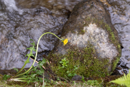 Small yellow dandelion flower on a rock in the middle of a stream.の写真素材