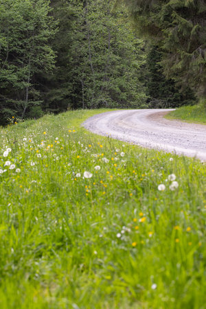 Dirt road in the forest with dandelions and wildflowersの写真素材
