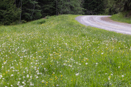 Dirt road through a meadow with dandelions in springの写真素材