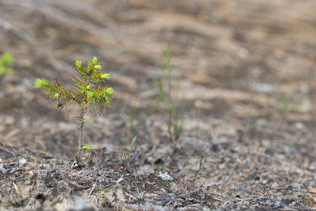 Young sprout of a pine tree in the spring on the groundの写真素材