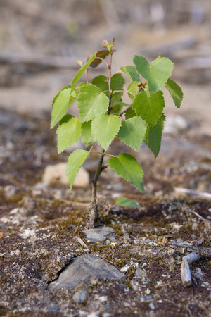 Young birch sprout growing in the soil. Early spring.の写真素材