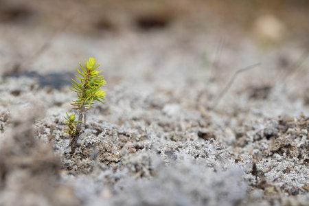 Young sprout growing in the soil. Concept of ecology and environment.の写真素材