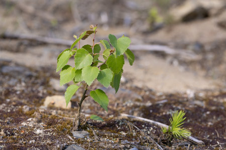 Young green sprout of birch tree on a background of soilの写真素材