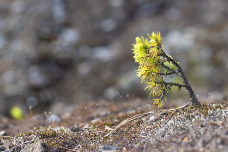 Young pine tree growing on a rock covered with lichen and mossの写真素材
