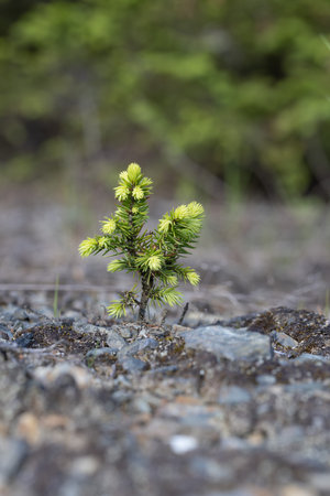Young spruce tree growing on the ground in the spring forest.の写真素材