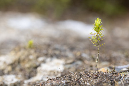 Young spruce seedling growing on the ground in the forest.の写真素材