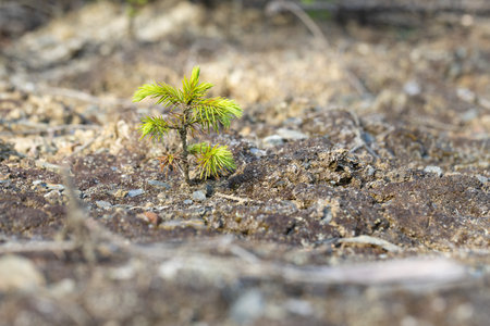 Young pine tree growing on the ground, close-up view.の写真素材