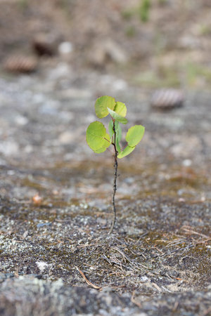 Young sprout of a tree on the ground in the forest.の写真素材