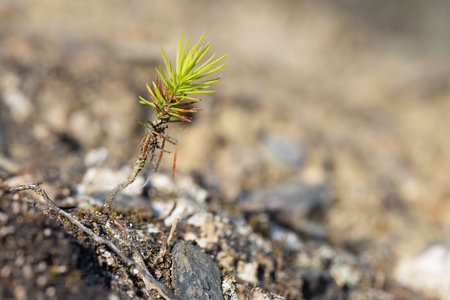 Young spruce sprouts on the ground in the spring forestの写真素材