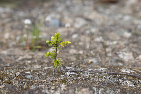 Young spruce sprouts on the ground in the spring forest.の写真素材