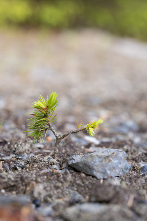 Young pine seedling growing on the ground in springtime, selective focusの写真素材