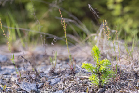 Young pine tree growing on the ground in the forest. Selective focus.の写真素材