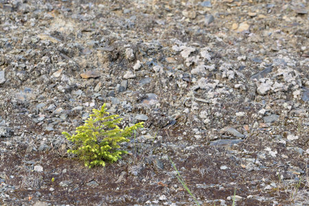 Small green tree growing on the ground in the middle of the earthの写真素材