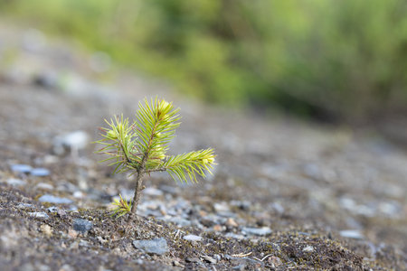 Young pine tree growing on the ground in the spring, selective focusの写真素材