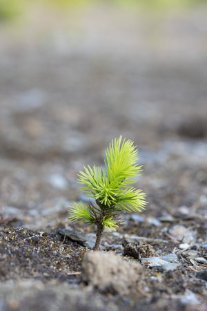 Young pine tree growing on the ground. Close up. Selective focus.の写真素材