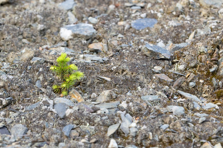 Young sprout of a pine tree on the background of stones.の写真素材