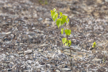 Young birch sprout in the spring on a background of soilの写真素材