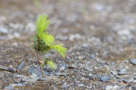Young pine tree growing on the ground. Selective focus, shallow depth of field.の写真素材