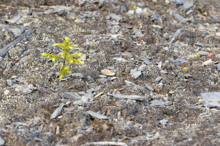 Young spruce tree growing on the ground. Close-up.の写真素材