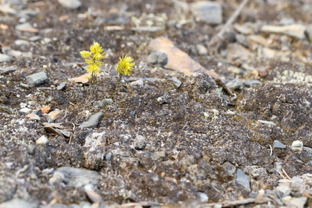 Little yellow flower growing out of the soil in the springtime.の写真素材