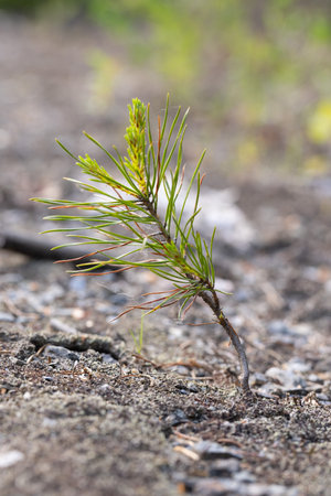 Young pine tree on the ground in the forest, close-upの写真素材