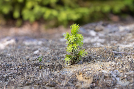 Young pine tree growing on the ground in the forest. Selective focus.の写真素材