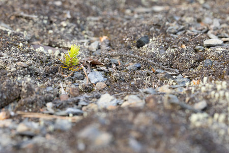 Small sprout of a small tree on the ground in the springの写真素材