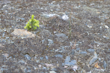 Young pine tree growing on the rocks. Selective focus with shallow depth of field.の写真素材