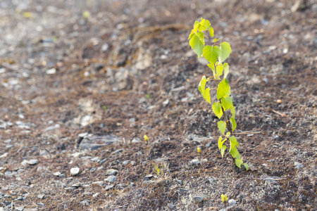 Young sprout of a birch tree on the background of soilの写真素材