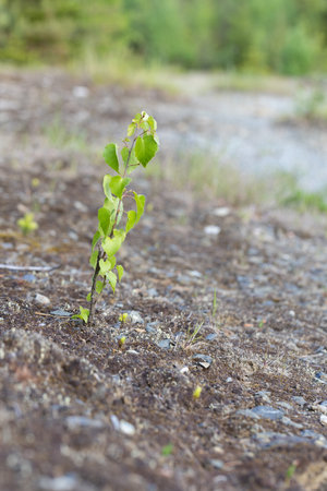Young sprout of birch tree on the ground in the forestの写真素材