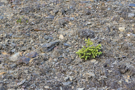 Small tree growing on the ground. Close-up. Selective focus.の写真素材