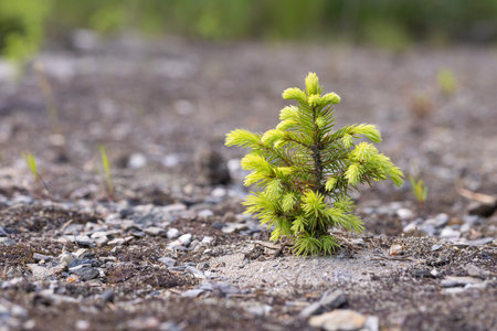 Young spruce tree growing on the ground in the spring forest.の写真素材
