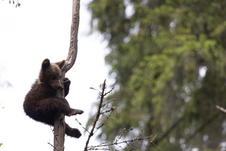 Grizzly bear sitting on a tree branch in the forestの写真素材