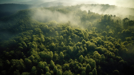 Aerial view of foggy forest in the morning. Beautiful summer landscape.の素材