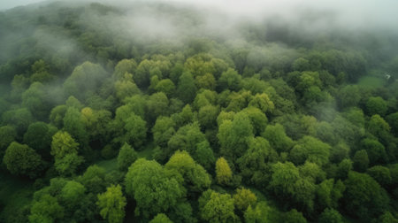 Aerial view of green forest in foggy morning. Beautiful summer landscapeの素材
