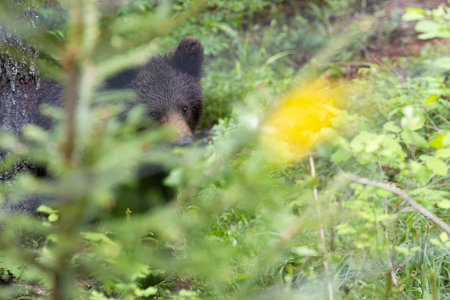 Closeup of a brown bear in a thick green forest looking at the camera. Space for text.の写真素材