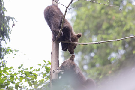Cute brown bear cub sibling playing on top of a spruce tree on a sunny day.の写真素材