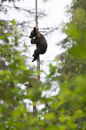 Small baby bear sitting on top of a spruce tree in green lush forest.の写真素材