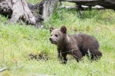 Brown bear cub sitting in a green grass field on a sunny dayの写真素材