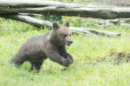 Brown bear cub (Ursus arctos) in the forestの写真素材