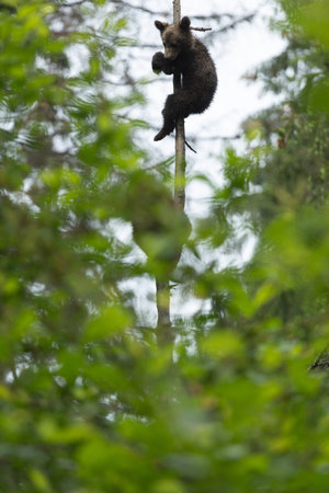 Brown bear hanging on a treeの写真素材