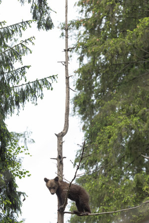 Brown bear on a tree in the summer forest.の写真素材